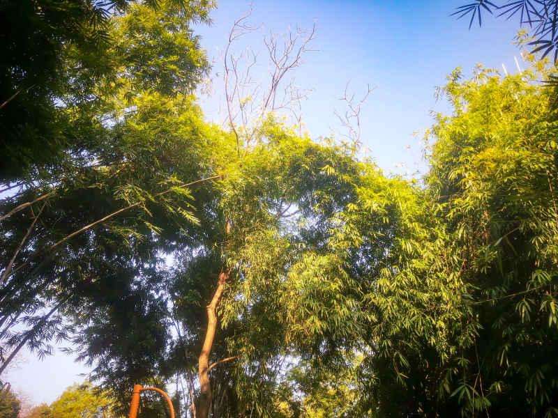 竹林竹叶植物摄影图 