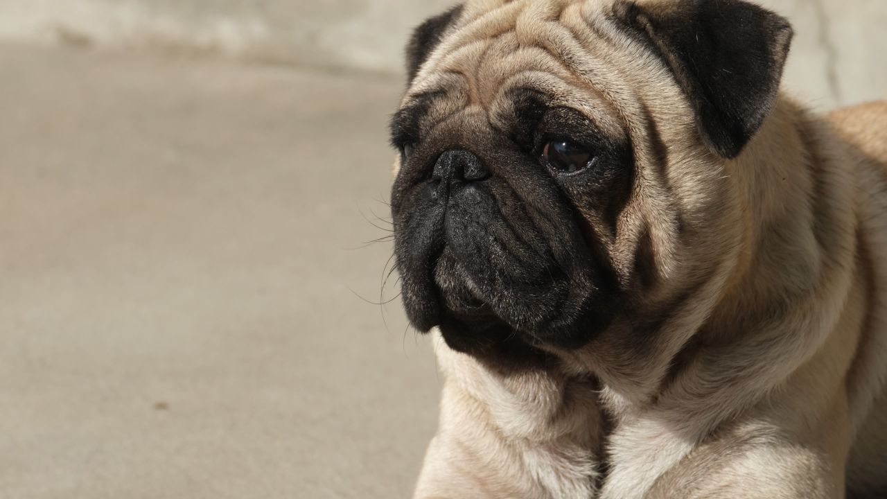 可爱小狗巴哥犬4K实拍空镜