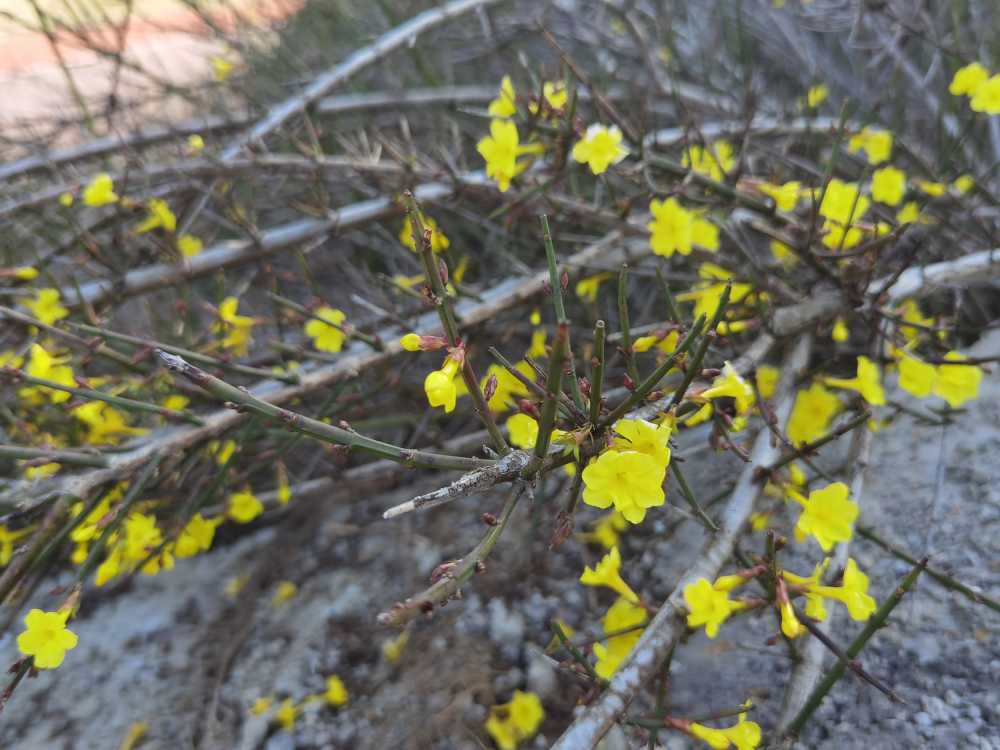 小黄花