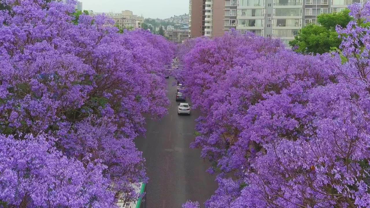 紫花盛开的城市大道