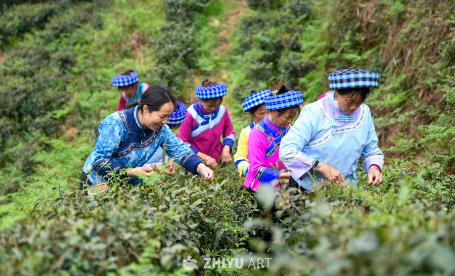 少数民族茶山采茶 7