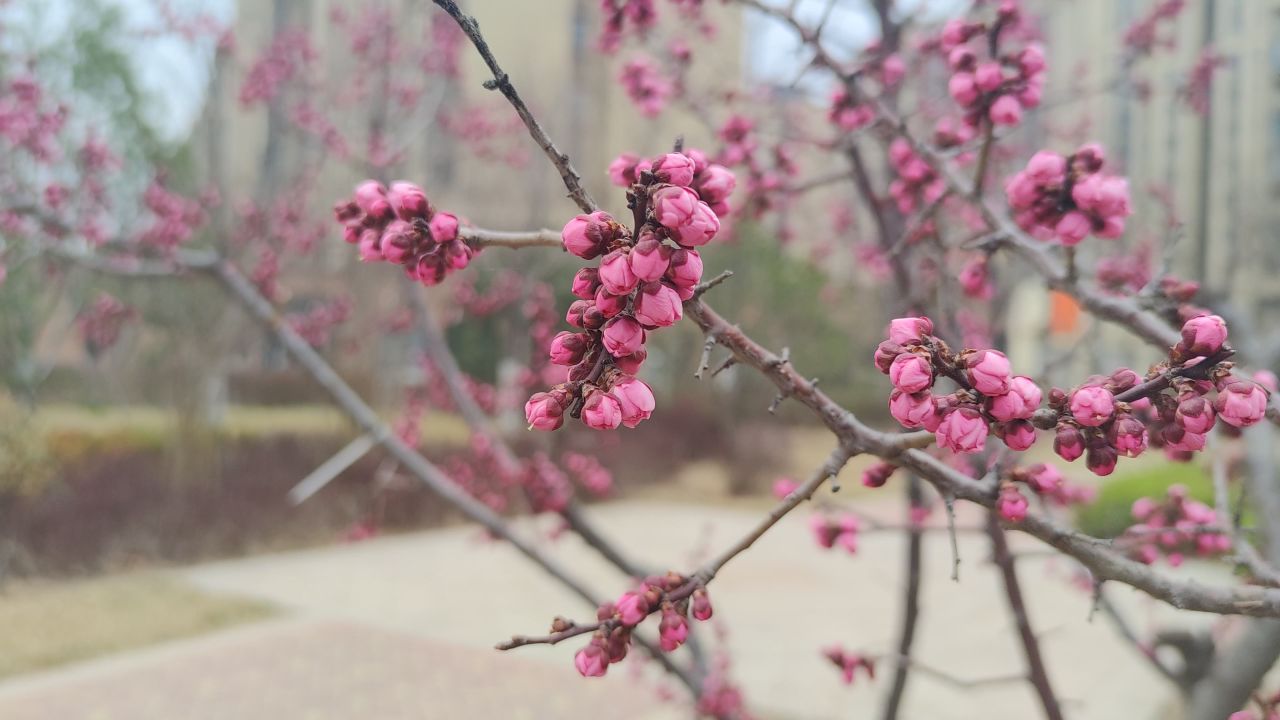 春景