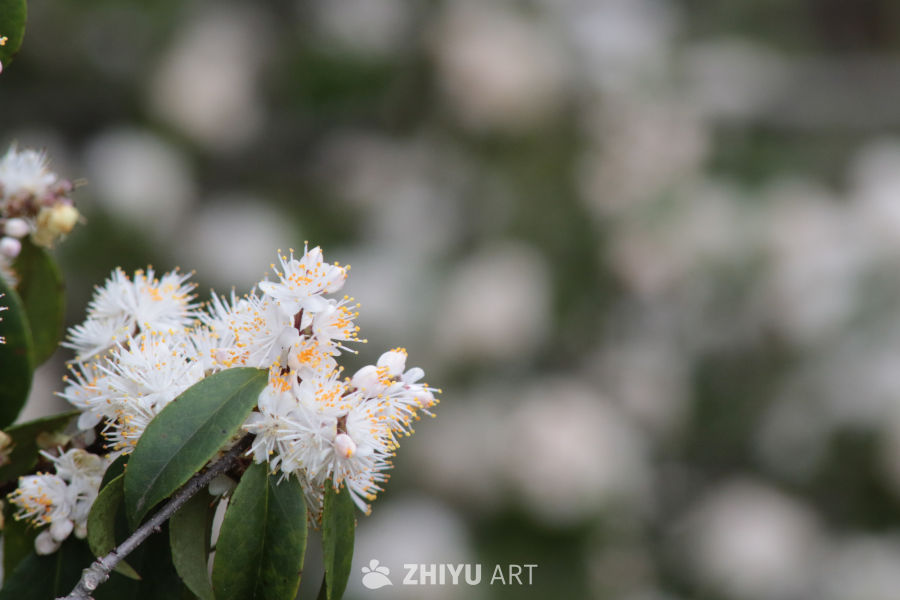 春日白花绽放