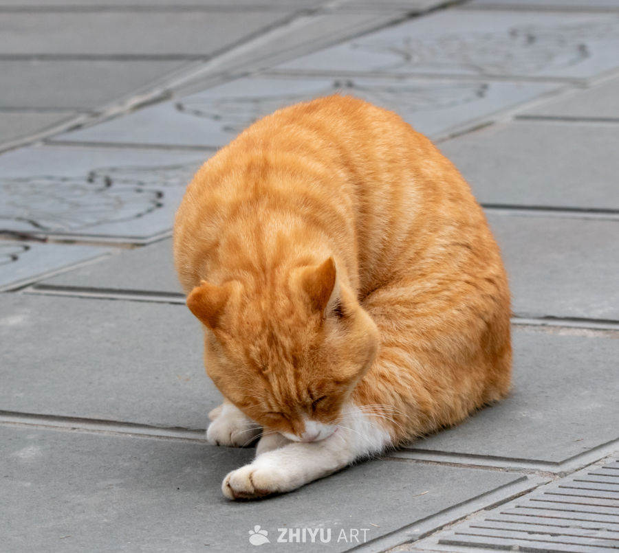 橘猫蜷缩休息图