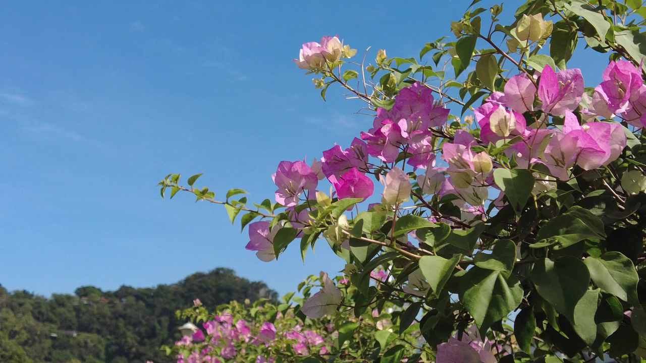 三角梅鲜花实拍
