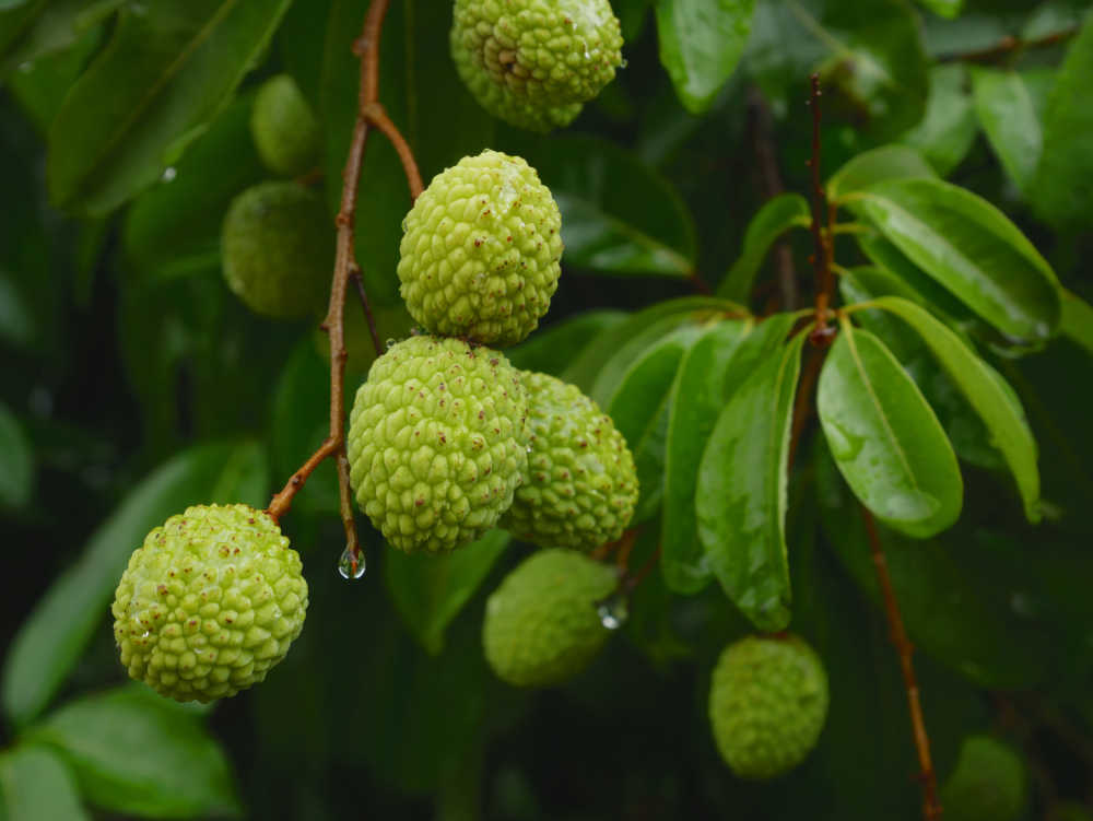 荔枝新果特写4