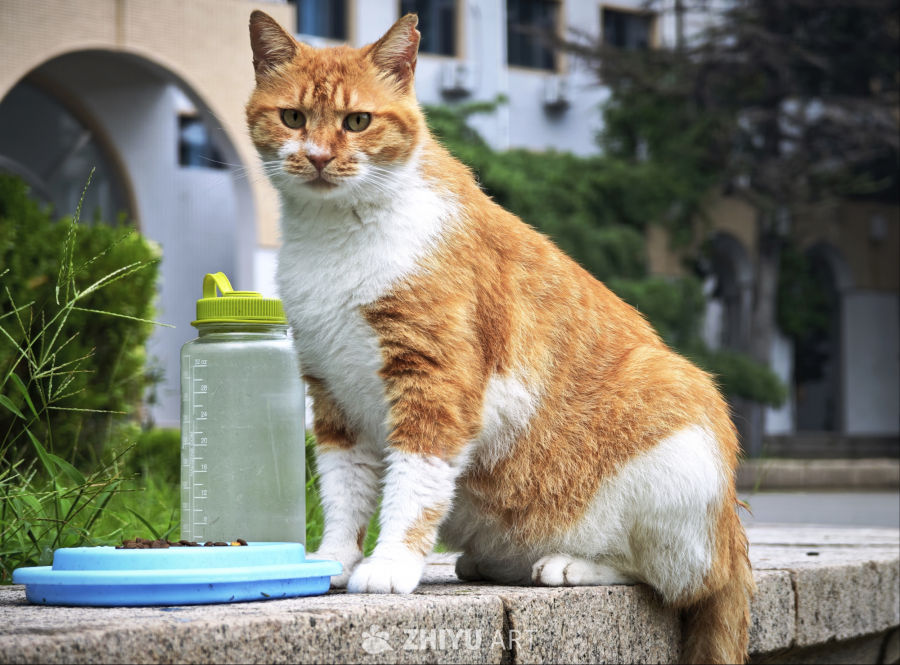 镜头里的猫猫