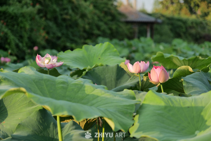 荷花 2
