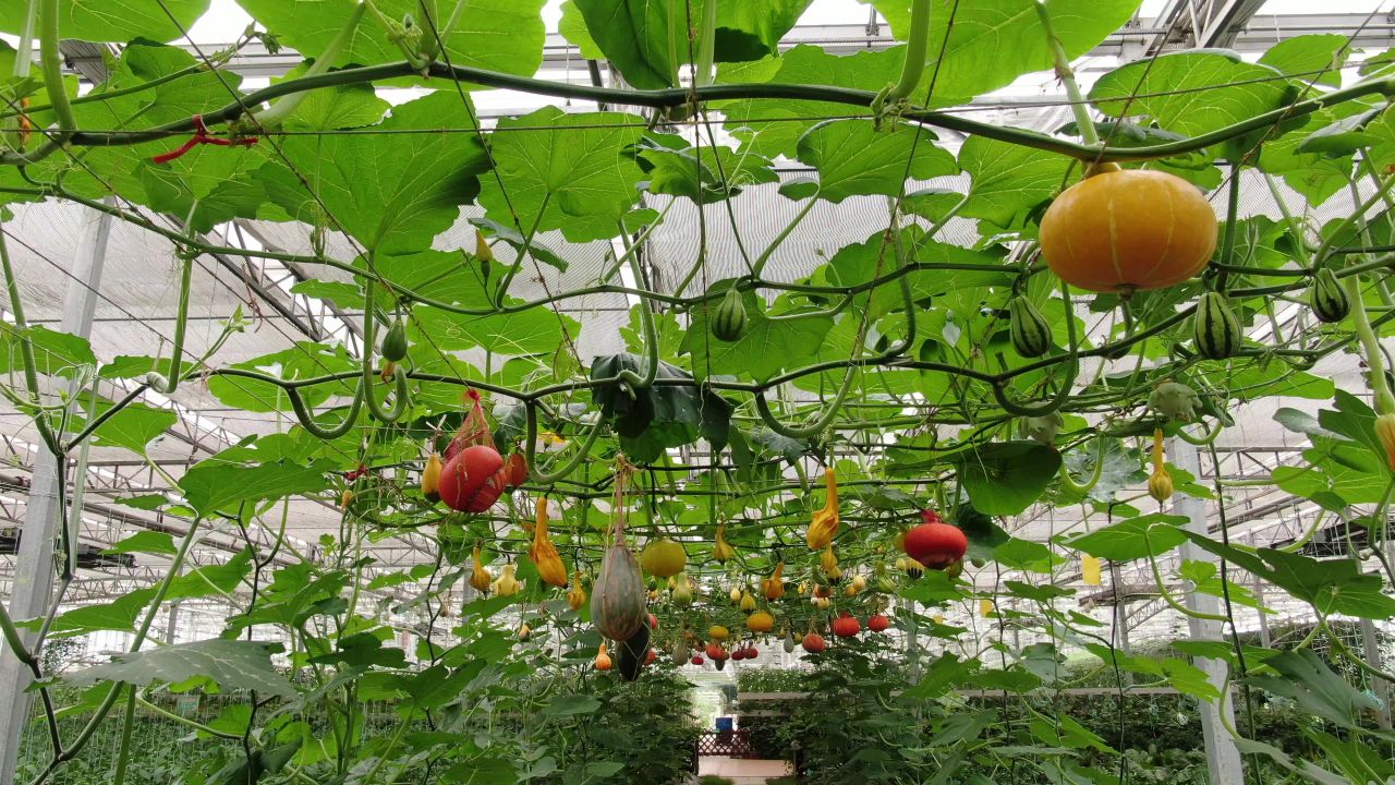 农业种植大棚有机蔬菜