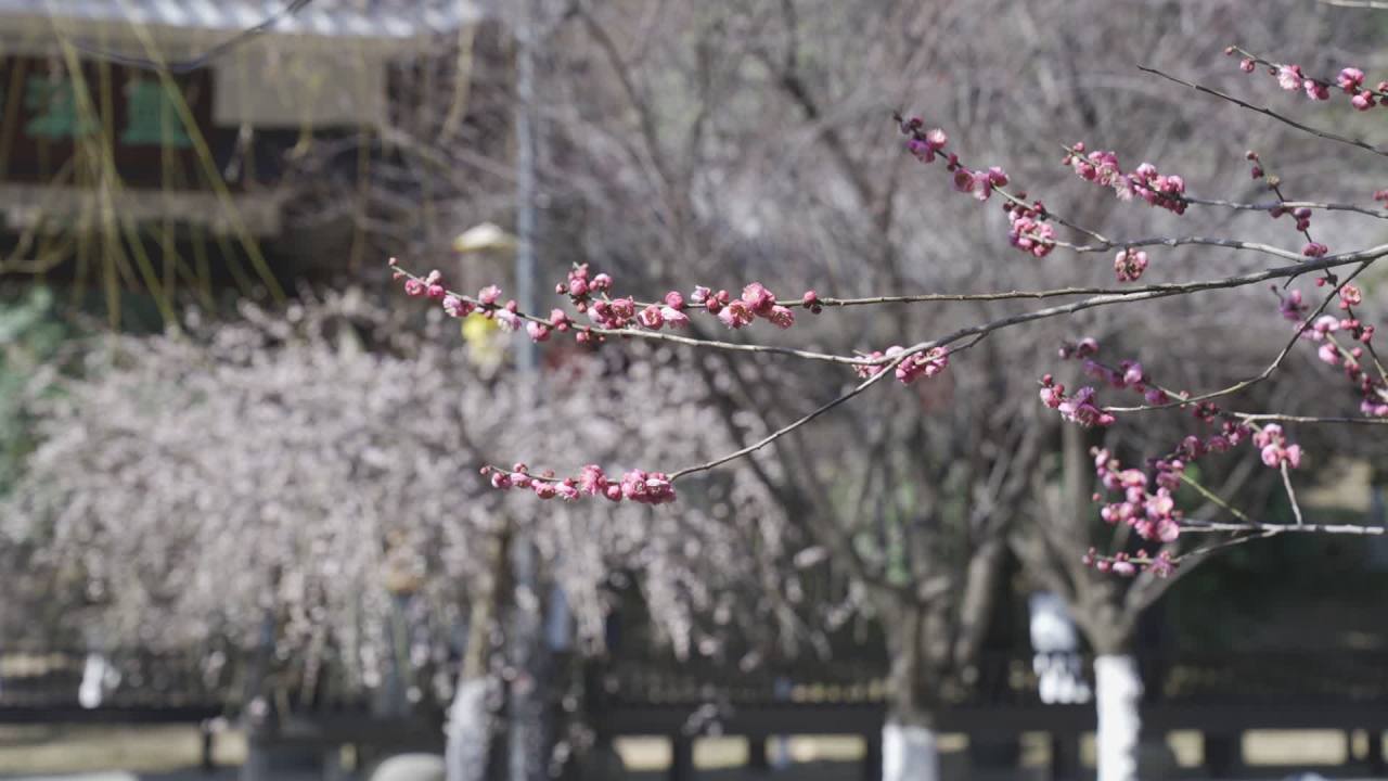 冬天的梅花 19