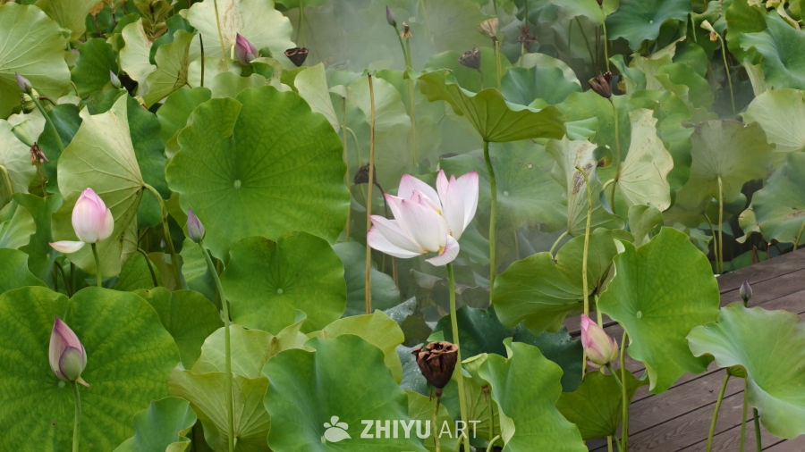 荷花
