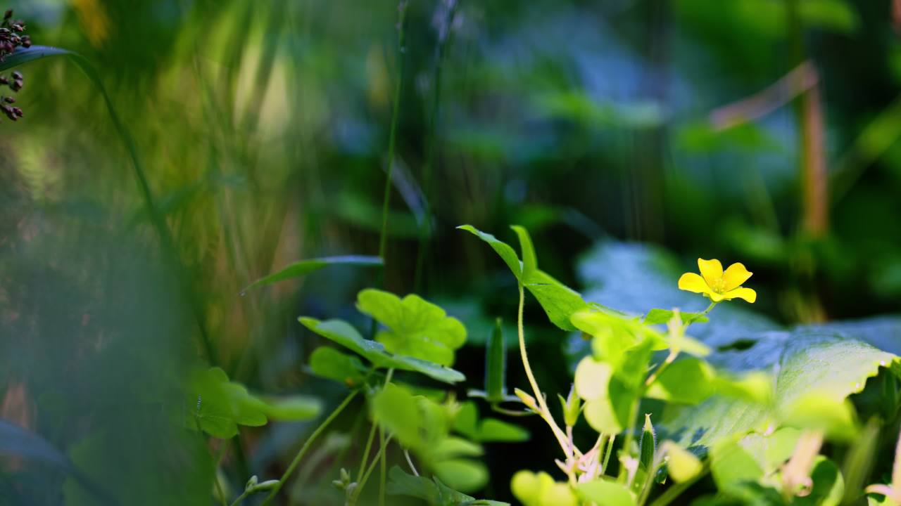 阳光下的花朵2025.9.15 27