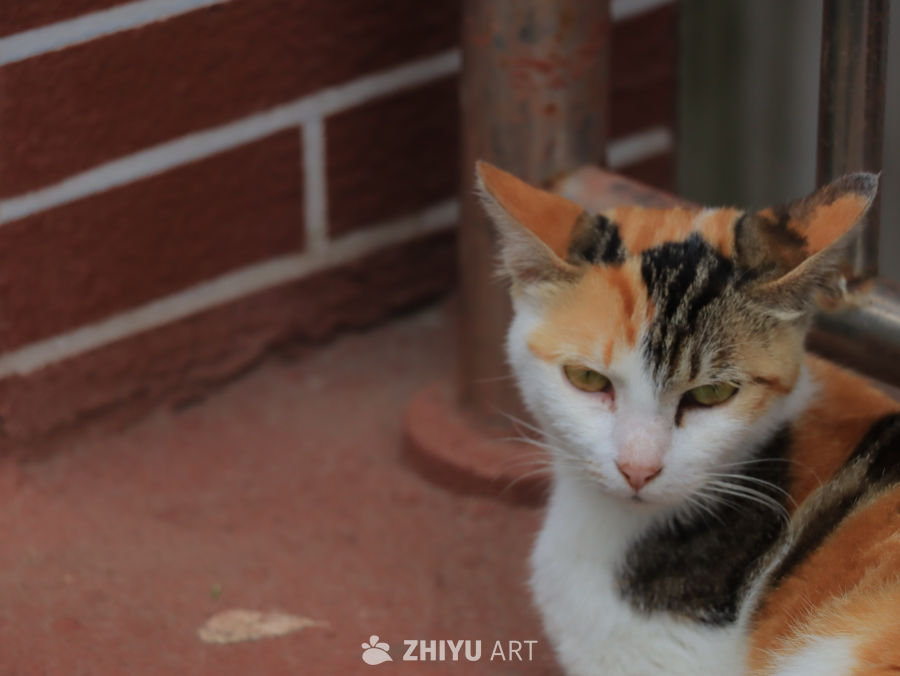 三花猫的凝视
