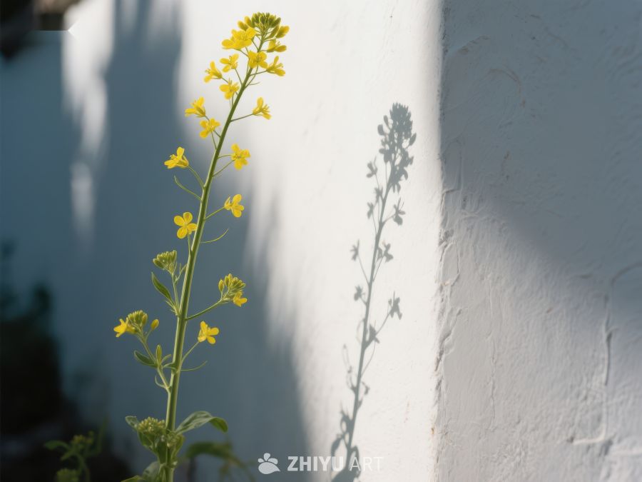 墙边的黄色花朵与影子 227