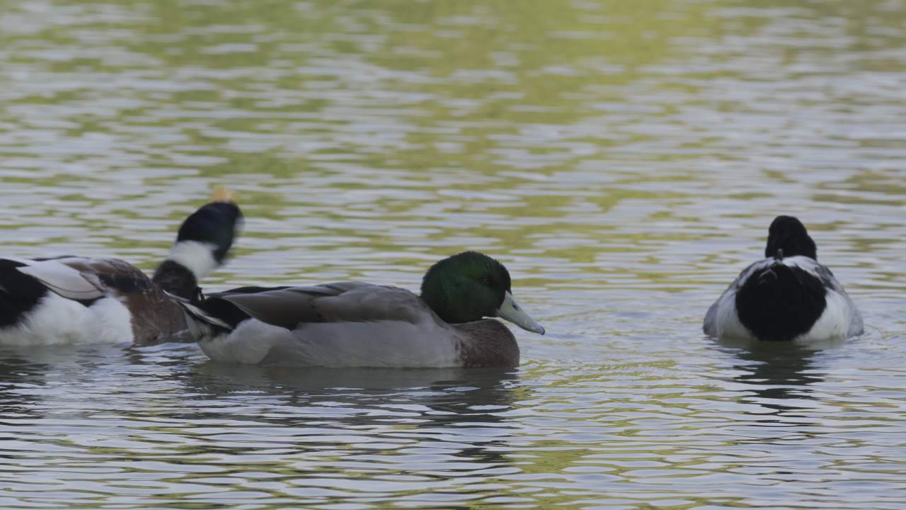 杨府山公园观鸟 4