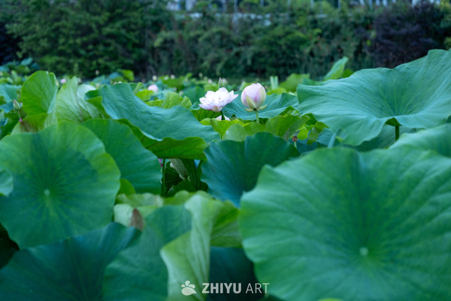 荷花 40