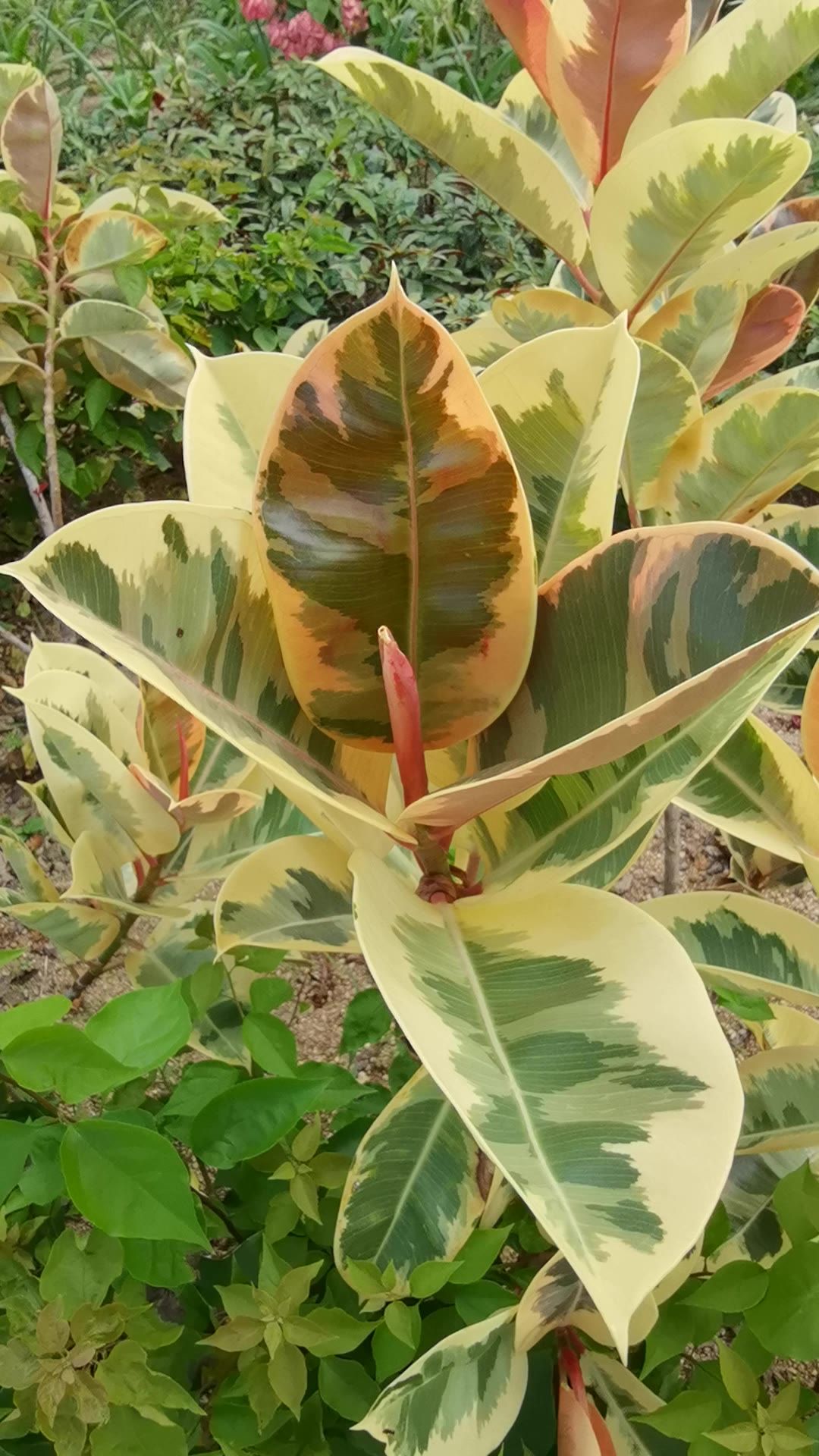 阳光下的花