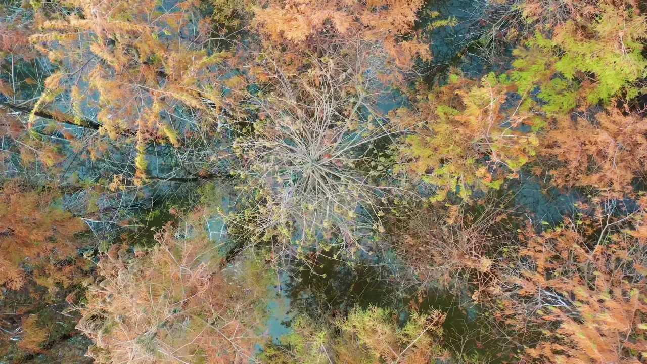 珠海水杉林 二五年