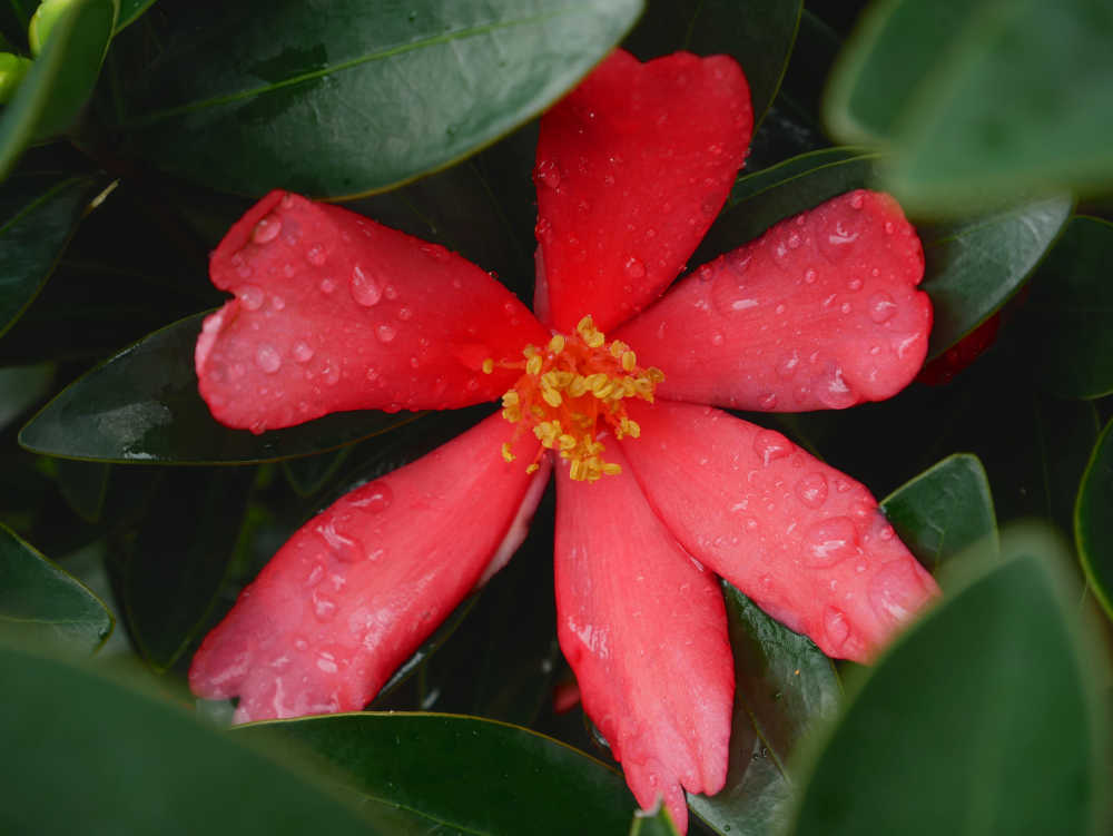 雨后的一朵红色山茶花