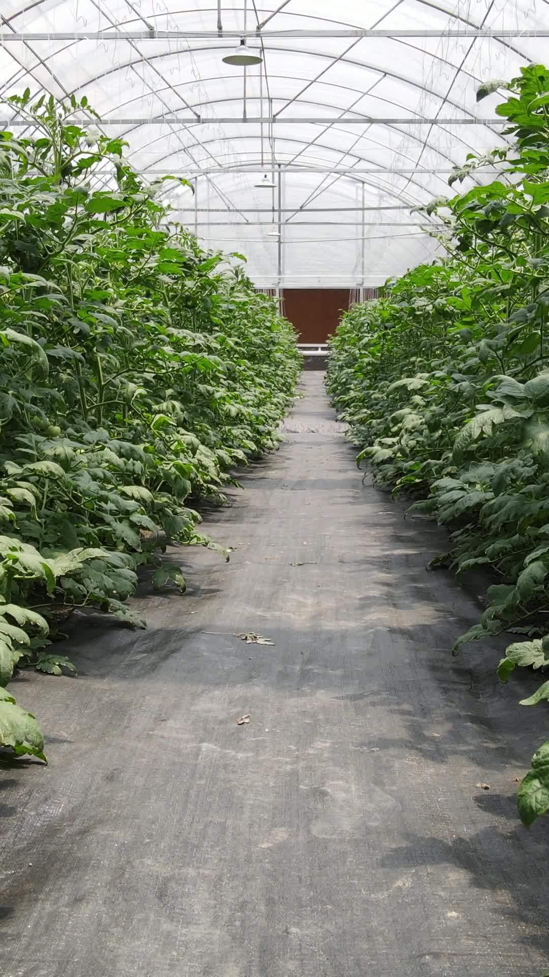 温室植物走廊