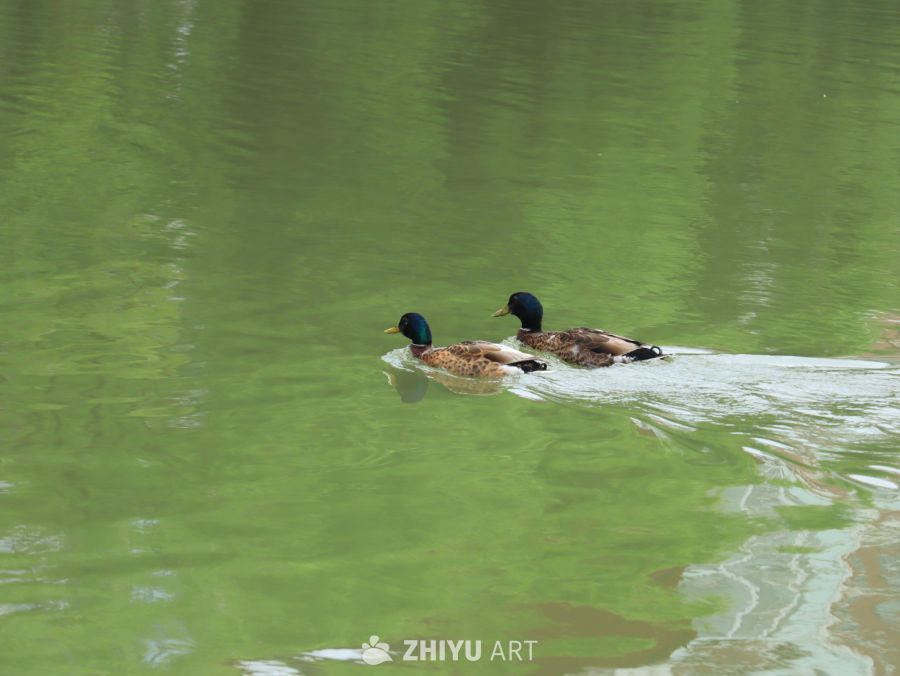 湖中鸳鸯