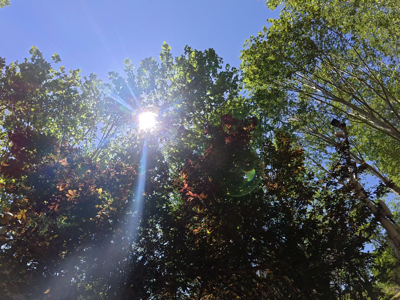 阳光下的林荫小道