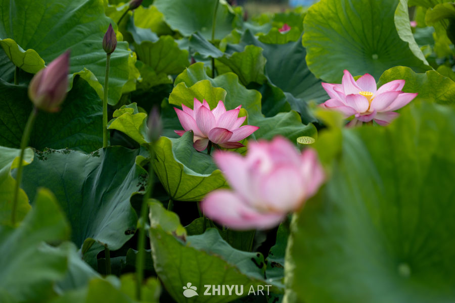 荷花 136