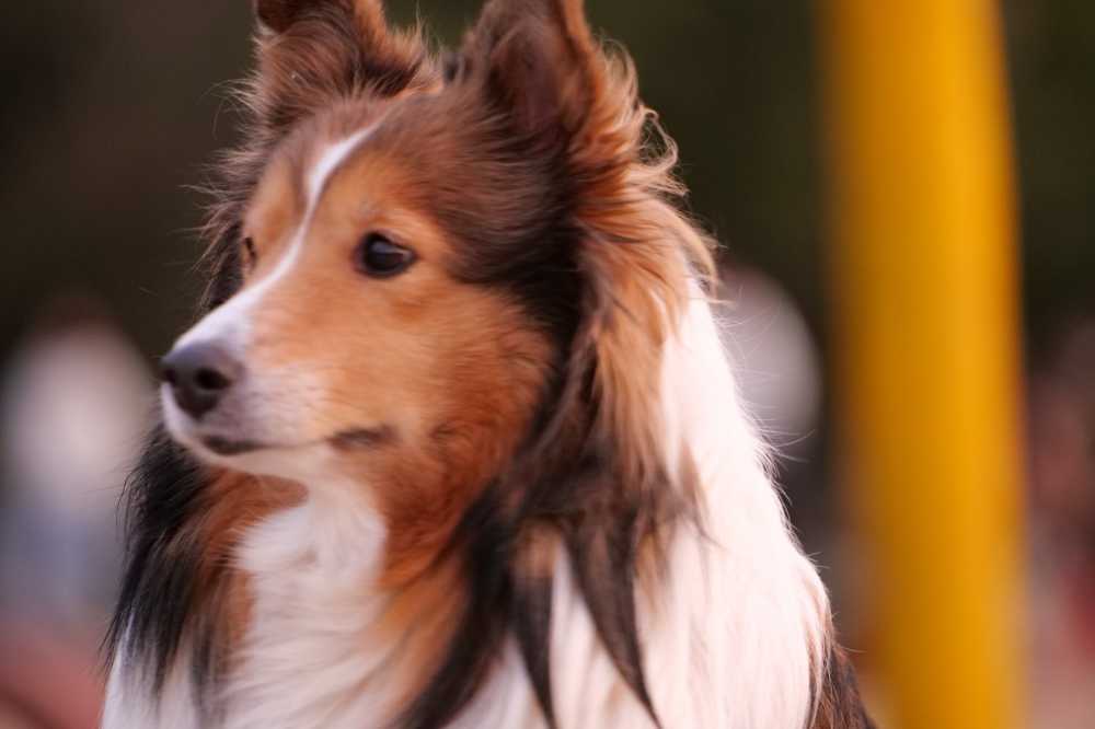 喜乐蒂牧羊犬