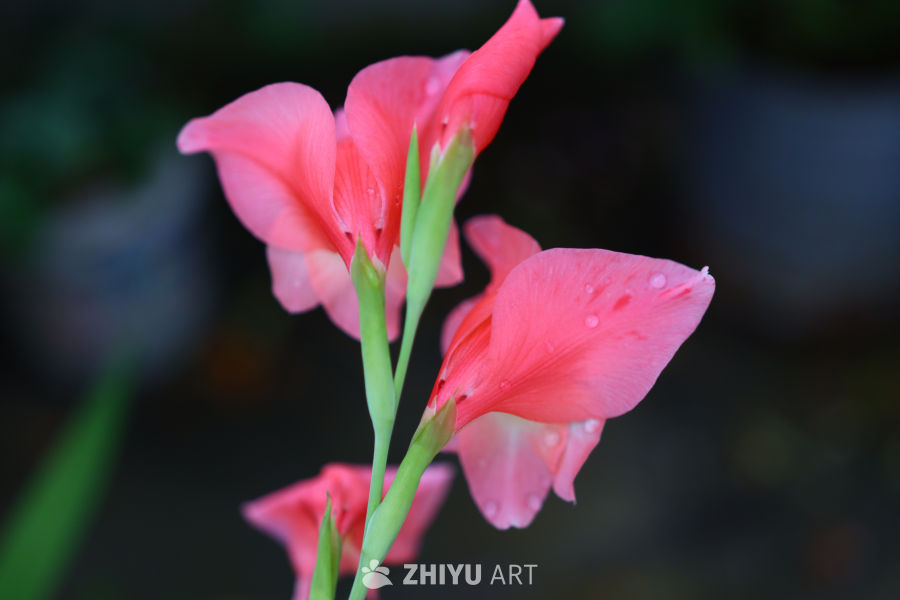 雨后粉红花