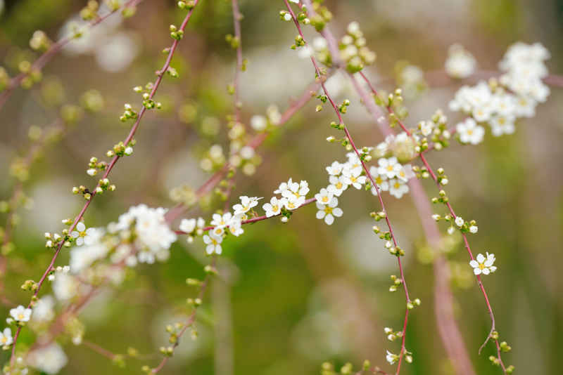 樱花季 50