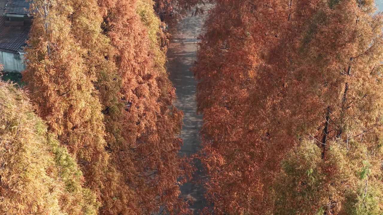 秋日林荫道