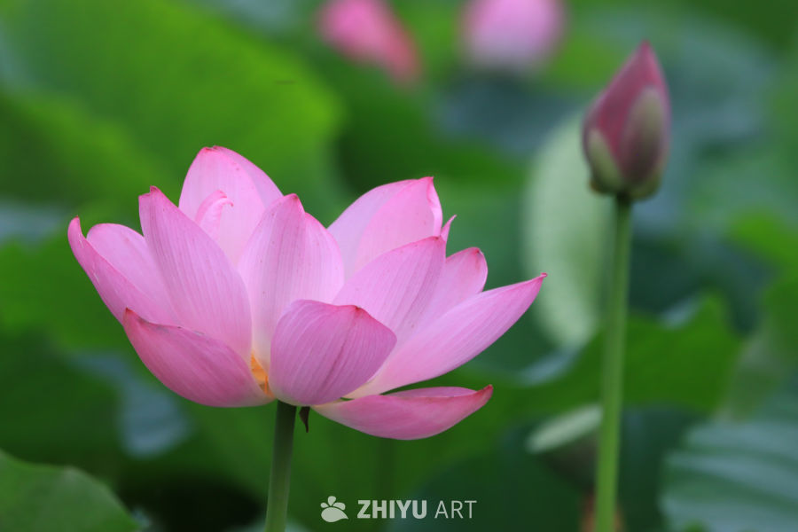 荷花 74
