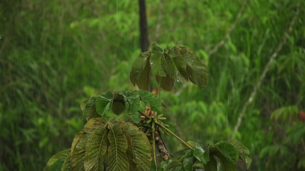 植物树雨哥伦比亚
