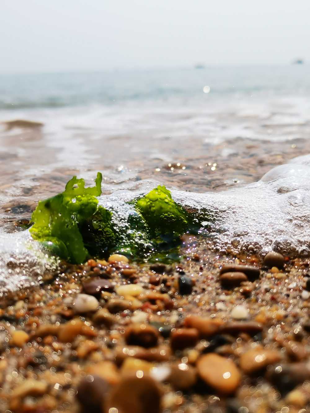 海草