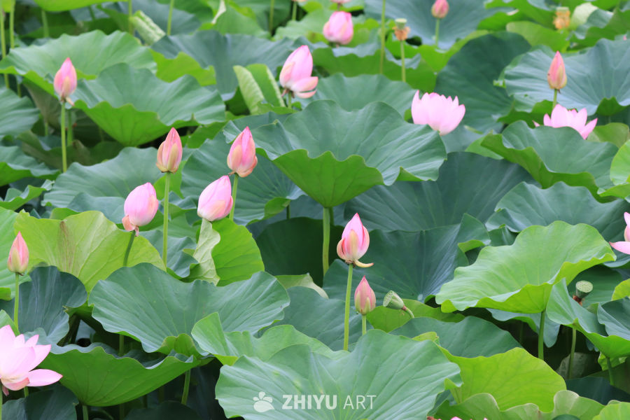 荷花 54