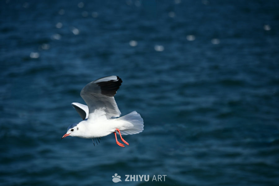 白色海鸥在蔚蓝大海自由飞翔 18