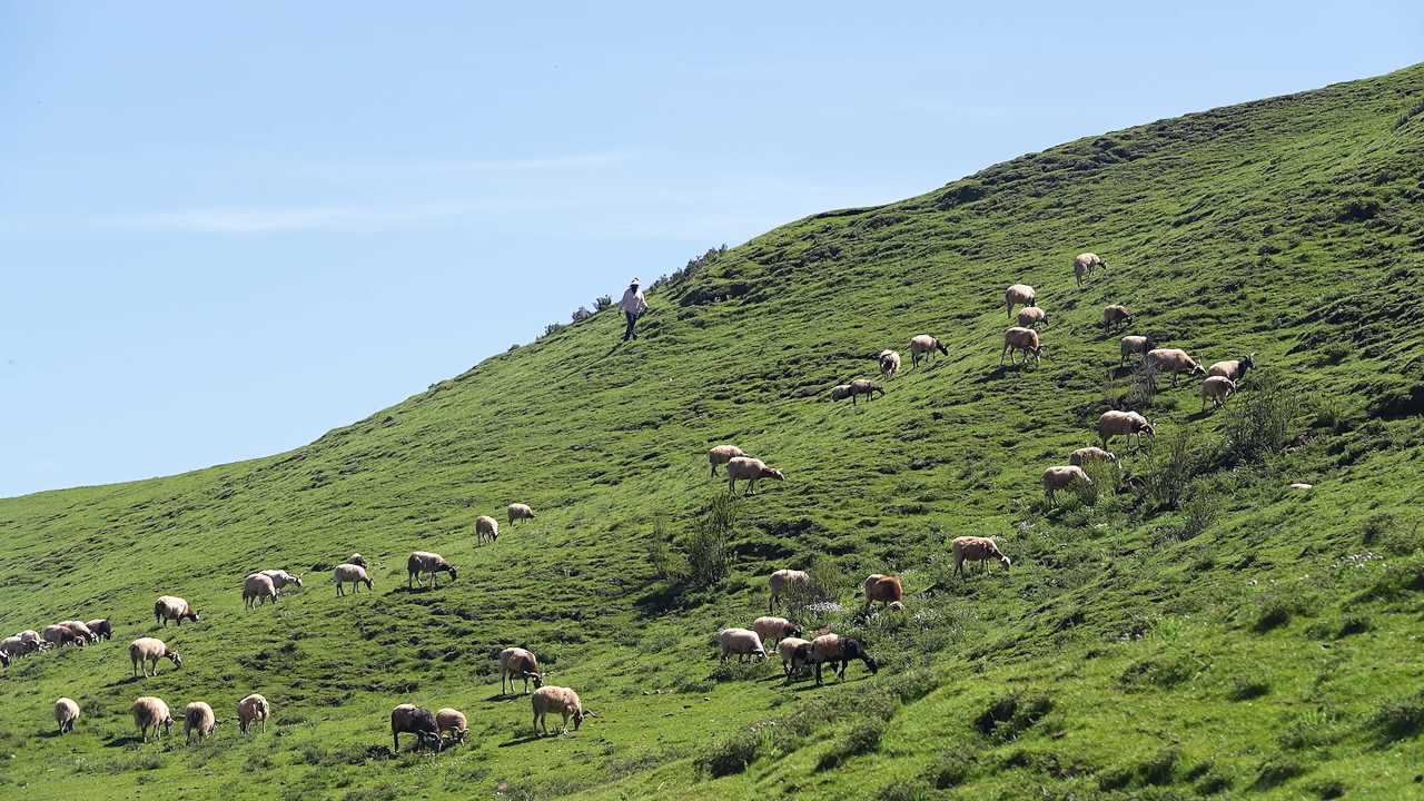 牛羊群在青山绿水间悠闲漫步