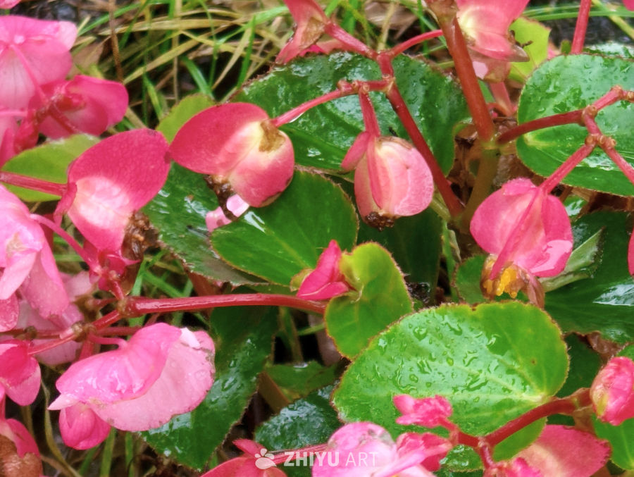 雨中的牵牛花