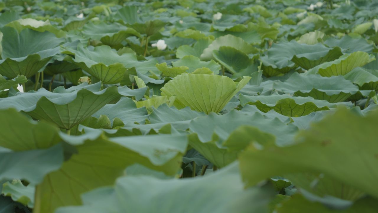 夏天池塘湿地荷花荷叶莲蓬 37