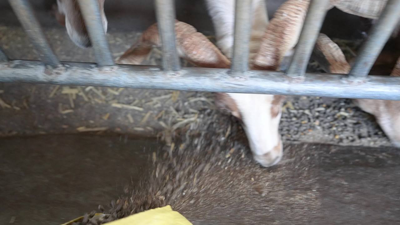 现代化养羊场养殖场景