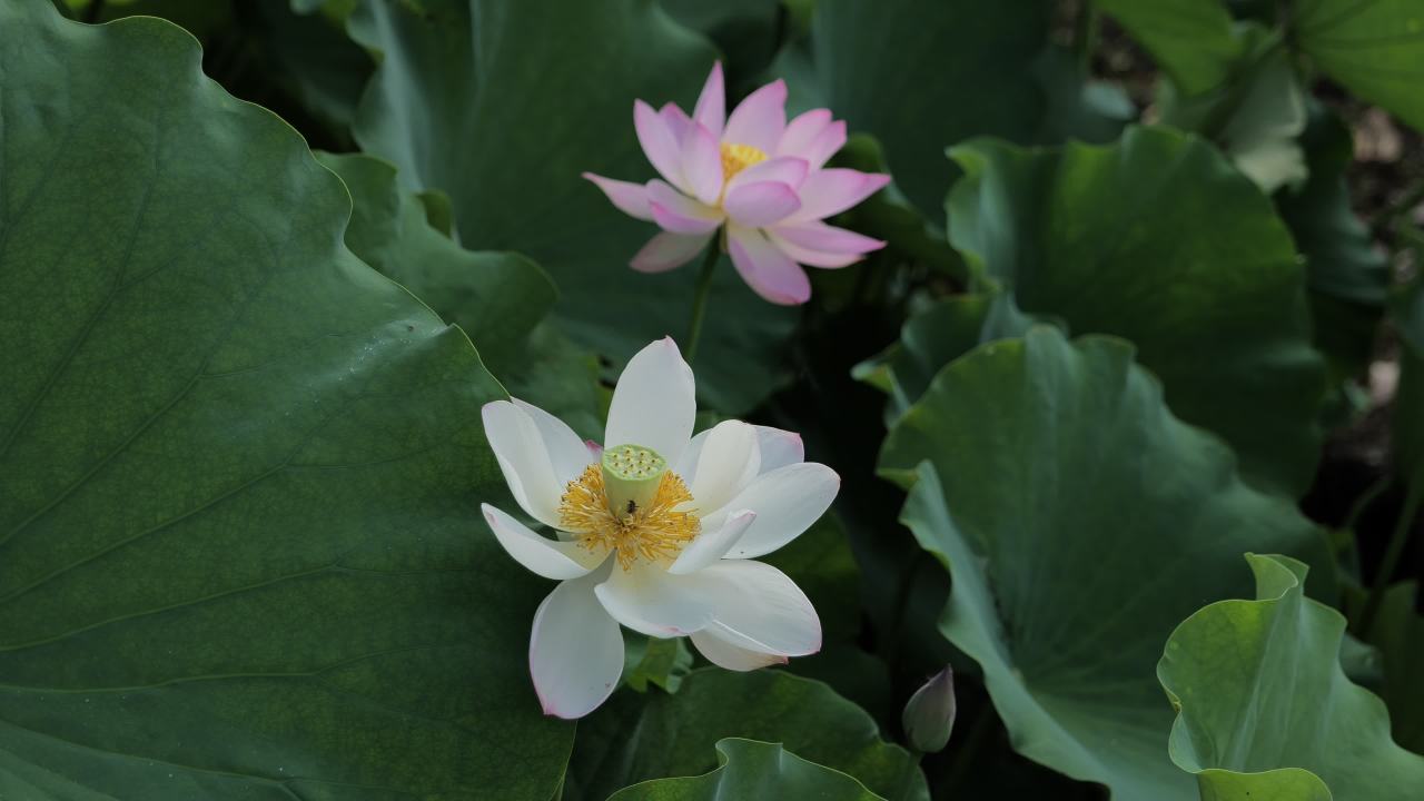 荷花 34
