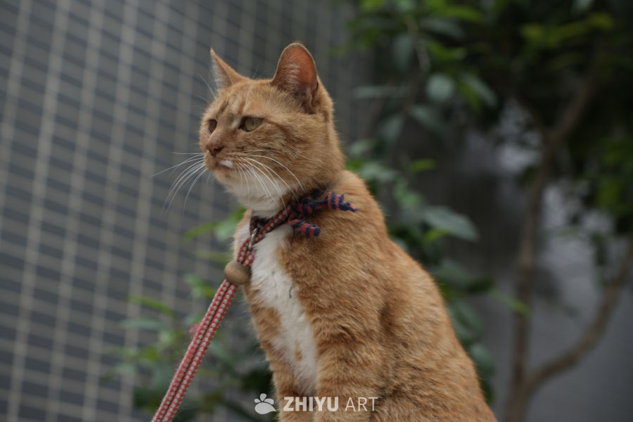 猫咪 3