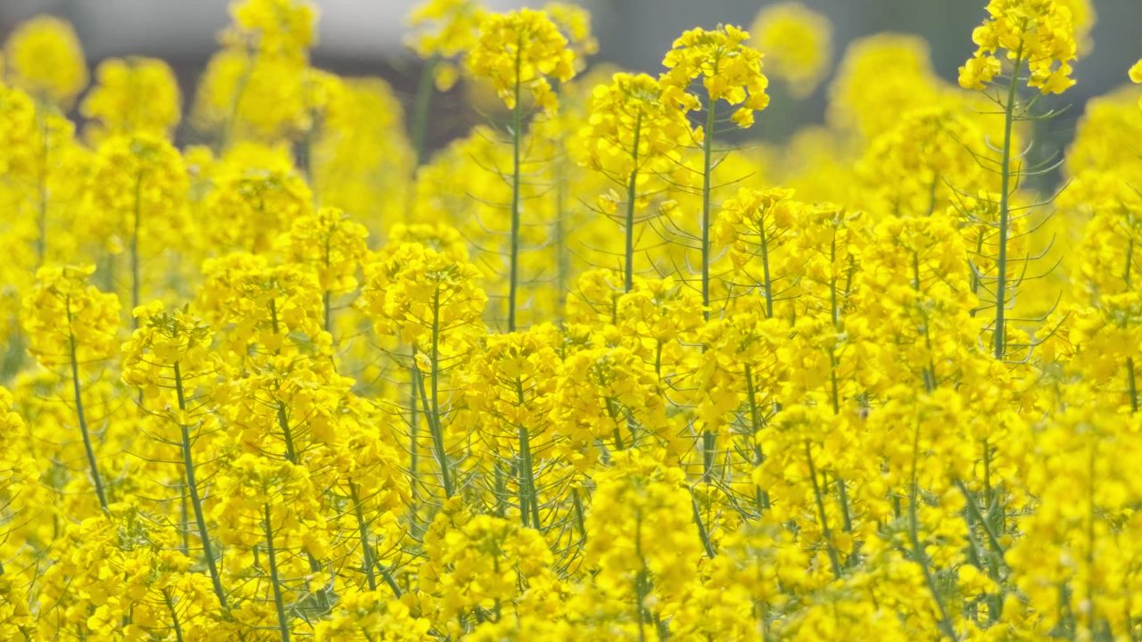 油菜花蜜蜂采蜜特写微距4K实拍
