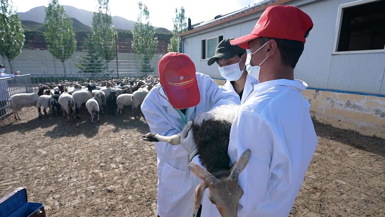兽医团队给羊群做防疫