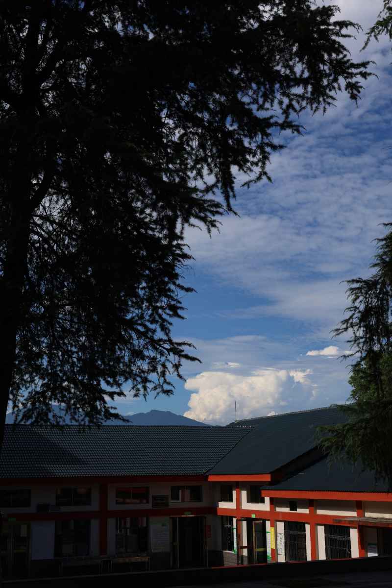 小院的夏