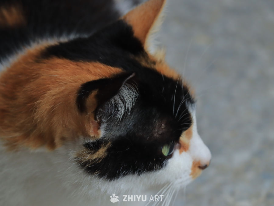 三色猫的侧脸特写