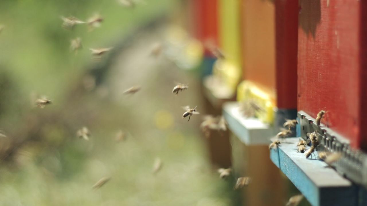 消毒养蜂业蜜蜂蜂巢