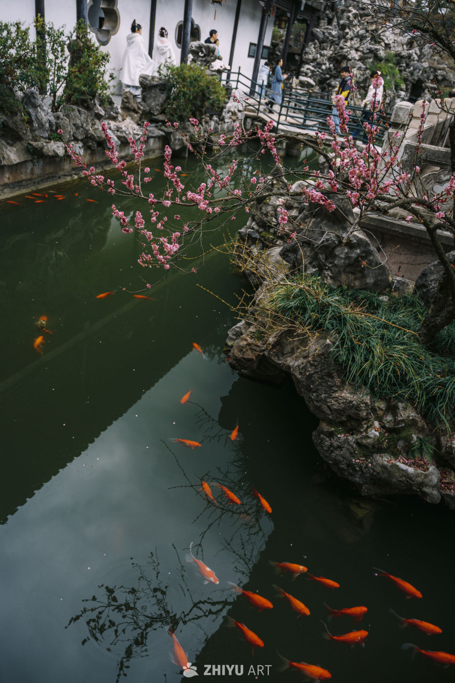扬州何园·梅花与池鱼