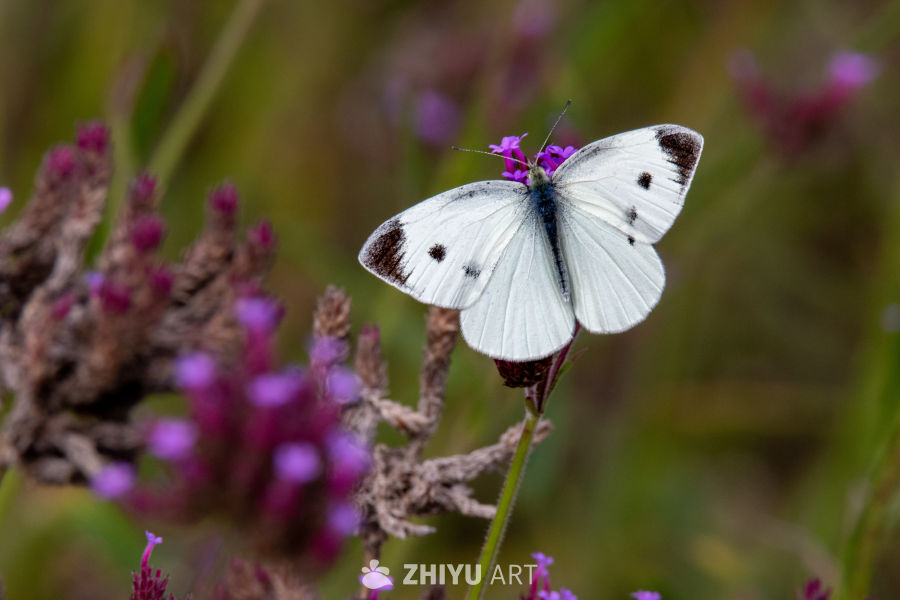 白蝶紫花静栖图