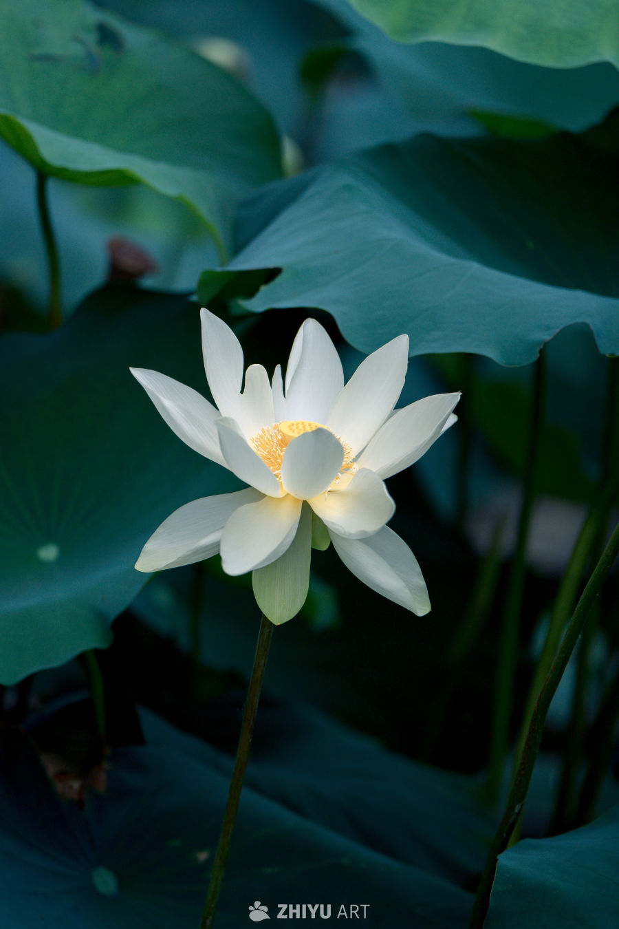 荷花 35